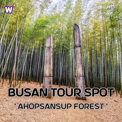 Busan Tour Spot - Ahopsan Forest